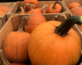 Pumpkins
